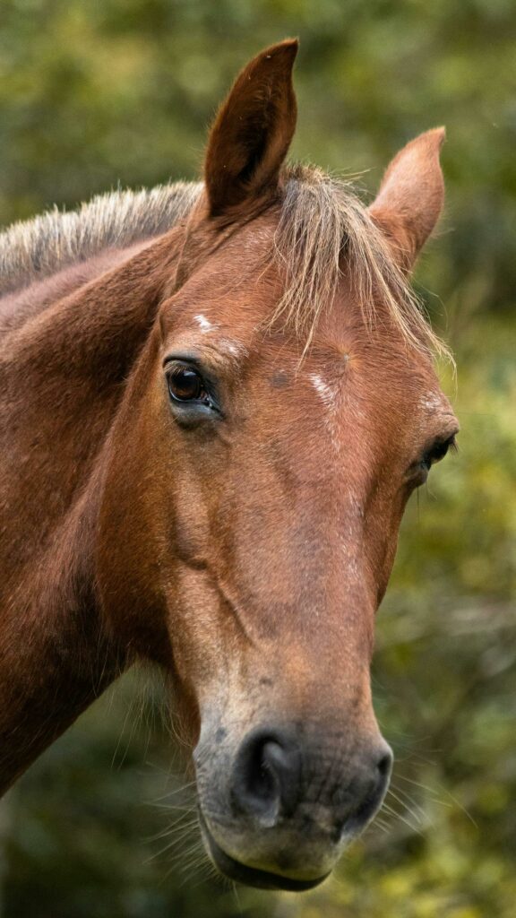 cavalier cheval 
ostéopathie 
gladys faure 
ostéopathe
compiègne